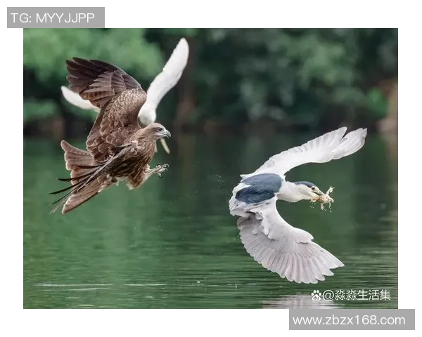 前进之鹰与海尔的较量：谁能在市场竞争中脱颖而出